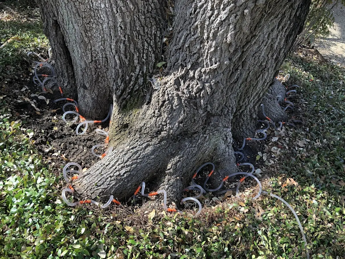 Detailed Tree Cabling and Bracing job site in Noble