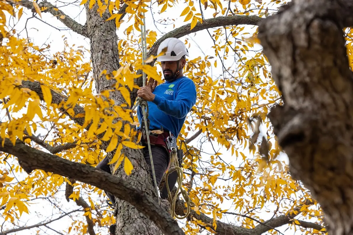 Skilled Tree Transplanting crew working in Noble